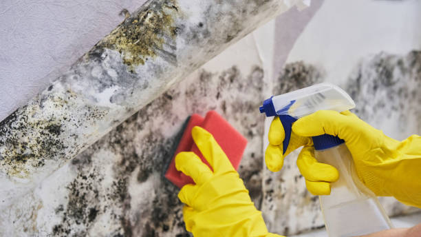 Mold Remediation for Rental Properties in Shiloh, PA